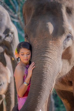Tayland 'da bir fil üzerinde geleneksel Tayland giysileri giyen güzel Taylandlı kadınlar. Kadın konsepti..