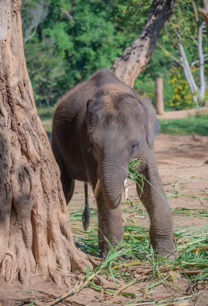 Elefantes Bebés Criados Por Aldeanos Tailandia — Foto de Stock