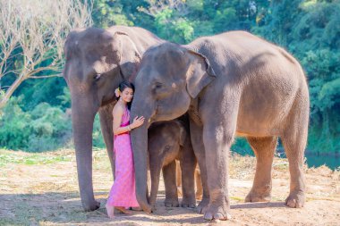 Tayland 'da bir fil üzerinde geleneksel Tayland giysileri giyen güzel Taylandlı kadınlar. Kadın konsepti..