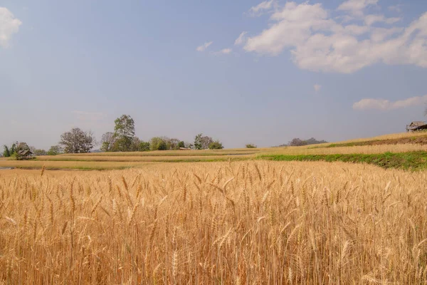 Barley Fields Golden Yellow Farm Beautiful Awaiting Seasonal Harvesting Food — Stock Photo, Image