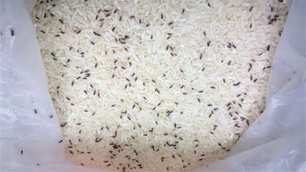 Çok sayıda canlı weevil 4 k ile pirinç — Stok video