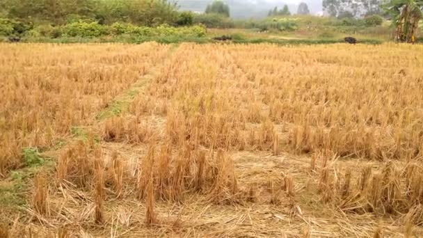 Rýžového pole poté, co byl sklizené 4k — Stock video