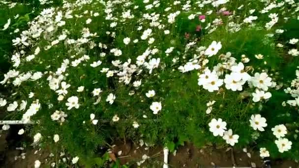 Вид на панно над квітковим полем 4K — стокове відео
