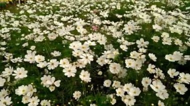 çiçek alan 4k üzerinden Pan görünüm