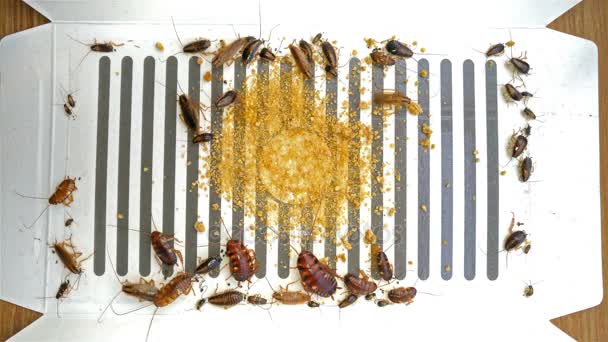Muchas cucarachas han sido capturadas por la pegatina o receptor con cebos 4K — Vídeos de Stock