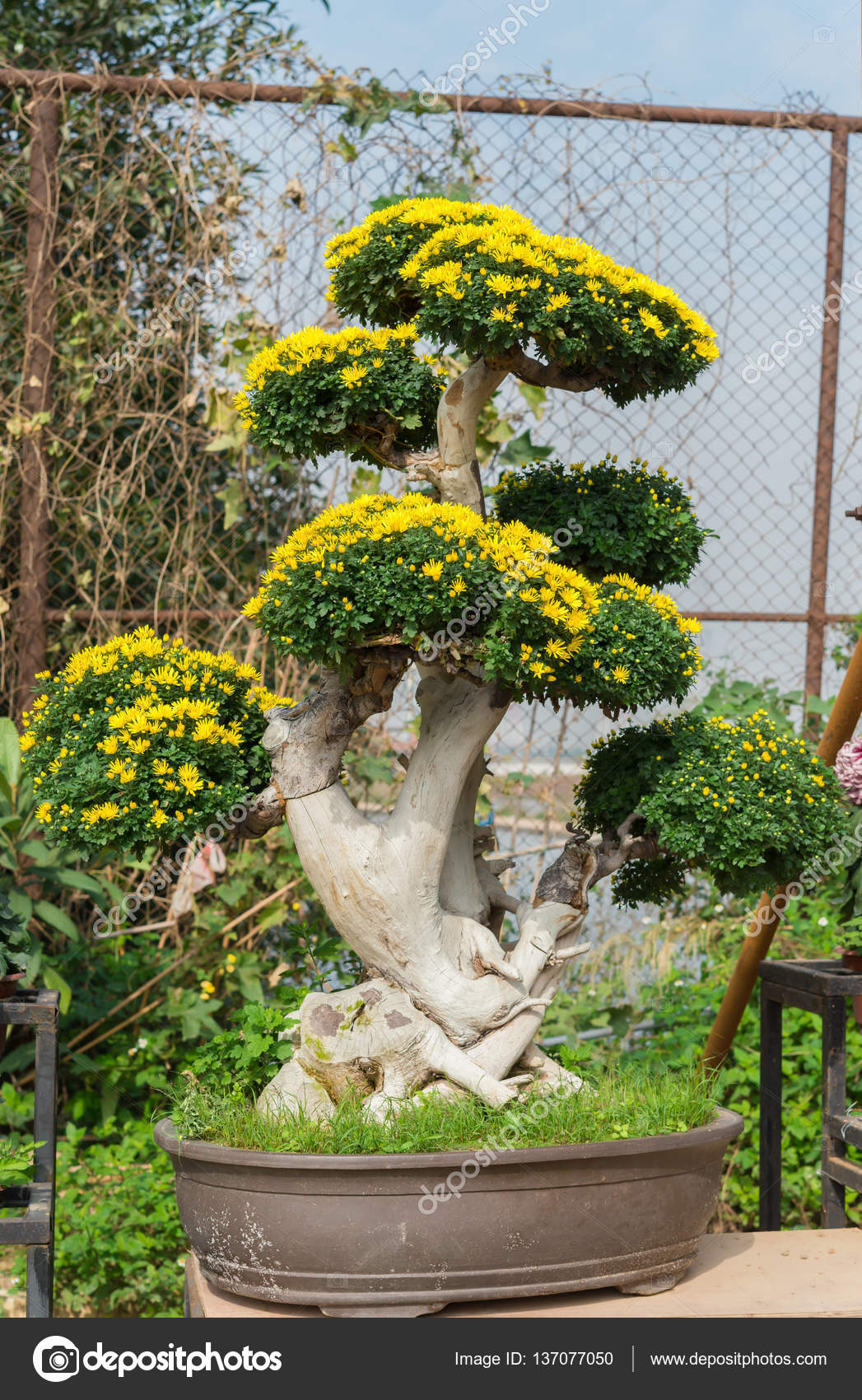 Bonsai tree with yellow chrysanthemum flowers Stock Photo by ©FreerLaw