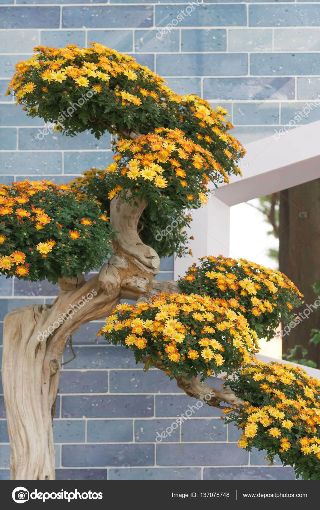 Bonsai tree with yellow chrysanthemum flowers Stock Photo by ©FreerLaw