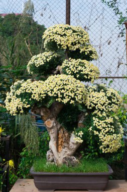 Bonsai ağacı beyaz kasımpatı çiçekleri ile