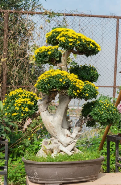 bonsai ağacı sarı kasımpatı çiçekleri ile