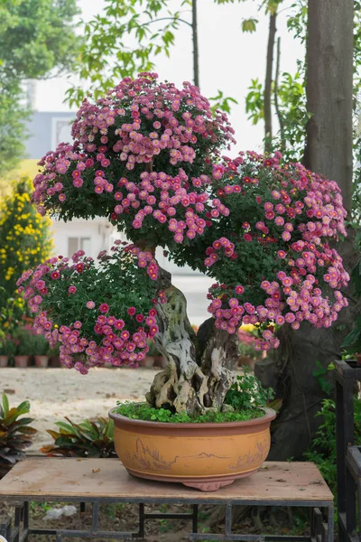 Дерево бонсай с лиловыми цветами хризантемы — стоковое фото