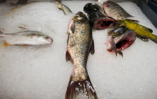 海鲜市场冷冰床上的生鲜鱼冷冻 — 图库照片