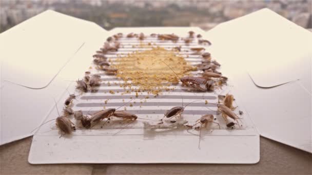 Primer plano de muchas cucarachas han sido capturados por la pegatina o receptor con cebos 4K — Vídeos de Stock