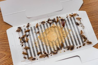 lots of cockroaches have been catched by the sticker or catcher with baits clipart