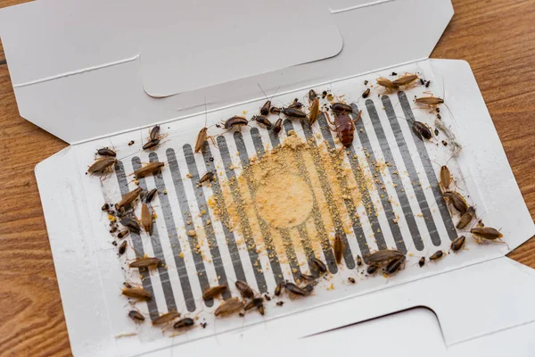 Lots of cockroaches have been catched by the sticker or catcher with baits — Stock Photo, Image