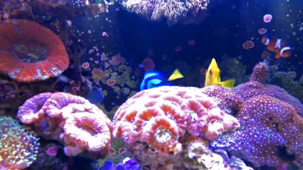 Красочные трипичные рыбы, плавающие в аквариуме с кораллом 4K — стоковое видео
