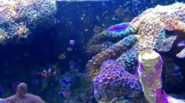 renkli tripical balık tank coral 4 k ile Yüzme