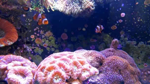 Peixes tripicais coloridos nadando em tanque com coral 4K — Vídeo de Stock