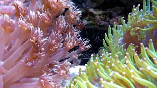 Живые кораллы в аквариуме 4K — стоковое видео