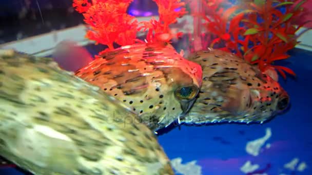 Två puffers simning i botten av en fish tank 4k — Stockvideo