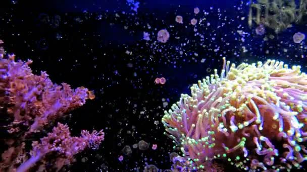 Corail vibrant en aquarium 4K — Video