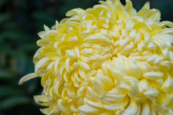 Beautiful yellow chrysanthemum flower horizontal — Stock Photo, Image