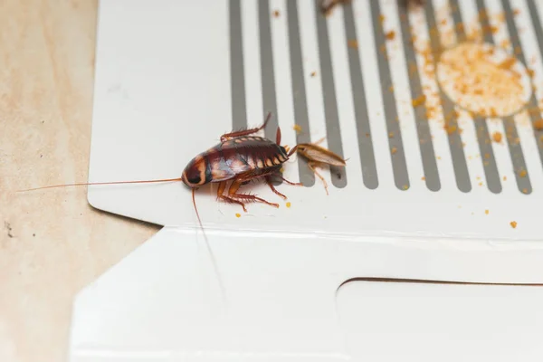 Cockroaches caught by the sticker or catcher with baits — Stock Photo, Image
