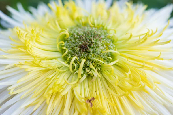 Hermosa flor de crisantemo blanco amarillo y verde horizontal — Foto de Stock