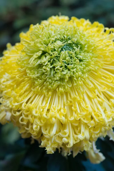 Hermosa flor de crisantemo amarillo vertical — Foto de Stock