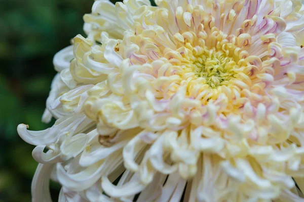 Hermosa flor de crisantemo blanco horizontal — Foto de Stock