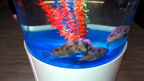 Τρεις puffers κολύμπι στη δεξαμενή ψαριών σε ένα δωμάτιο δείχνουν 4k — Αρχείο Βίντεο