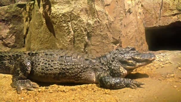 Krokodýl v nádrži blíží k čočka 4k — Stock video