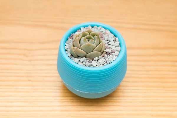 Pot of green succulent plant on wood table — Stock Photo, Image