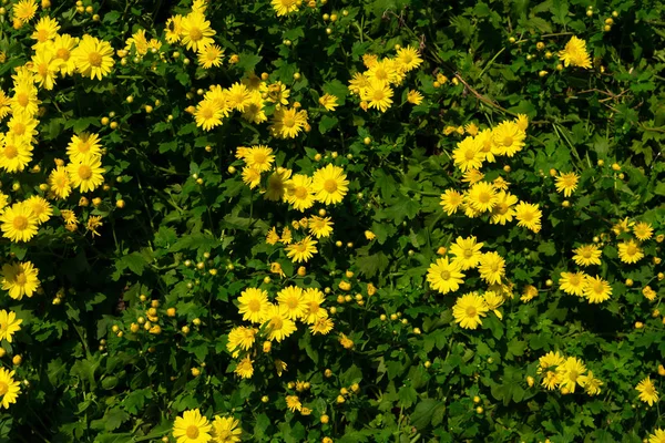 黄色の菊の花の壁 — ストック写真