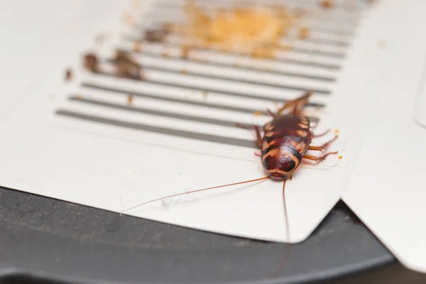 Cucarachas capturadas por la pegatina o el receptor con cebos — Foto de Stock