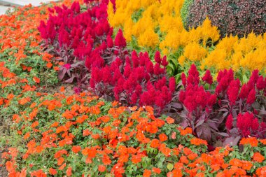 Çeşitli kasımpatı çiçekleri