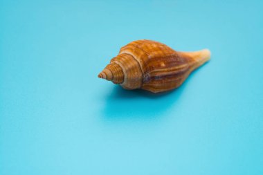 Mavi bir arkaplanda deniz kabuğu