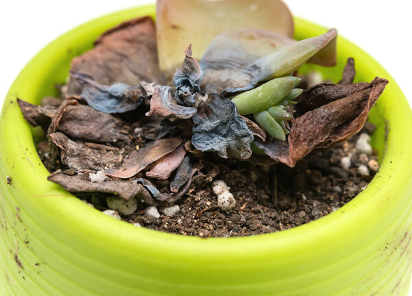 pot of faded succulent plant close up