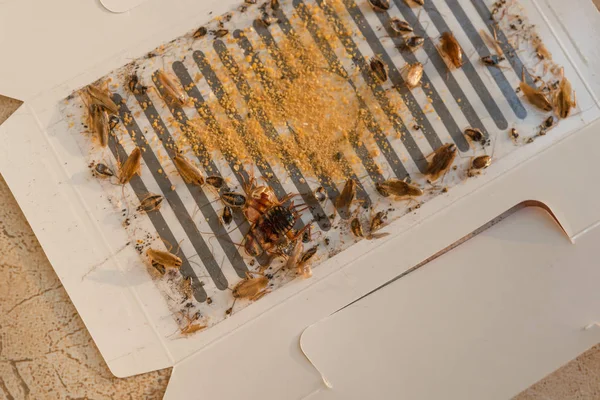 Massor av kackerlackor har fångats av viseringsmärket eller catcher med beten — Stockfoto