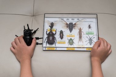 kid holds box of insect specimens collection clipart