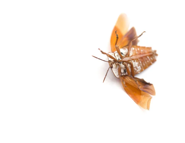 Do góry nogami łóżko bug ze skrzydłami, otwarte na białym tle — Zdjęcie stockowe