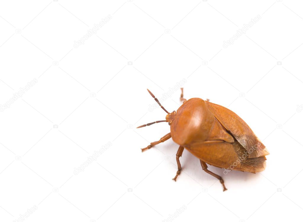 bed bug on white background with copy space