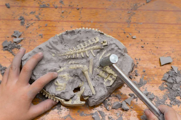 kid excavating dinosaur bones from a rock