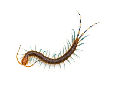 Beyaz bir arka plan üzerinde üstten görünüm kırkayak