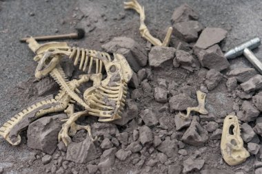 bir rock hayvan kemikleri kazı