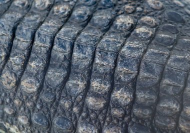 Timsah arka arka plan ve doku gibi