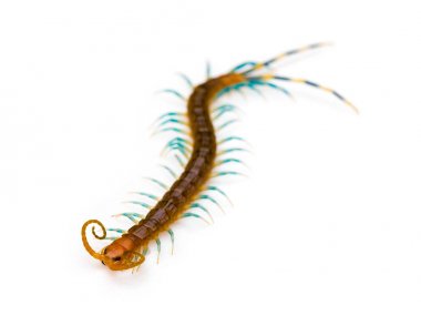 Beyaz bir arka plan üzerinde kırkayak