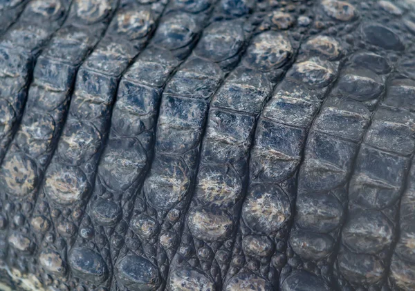 Timsah arka arka plan ve doku gibi