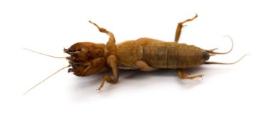 Underneath bir kriket beyaz arka plan üzerinde kapat