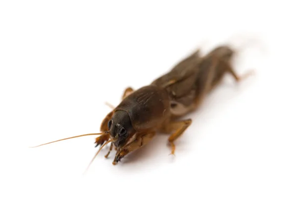 Cricket på vit bakgrund närbild — Stockfoto