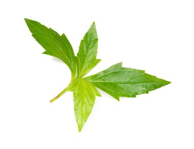 Beyaz arkaplanda yeşil yaprak